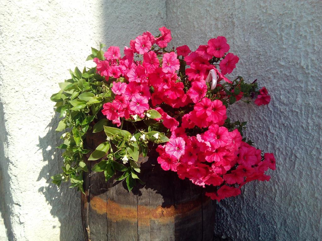 Bed & Breakfast Baglio Bellavista 3*